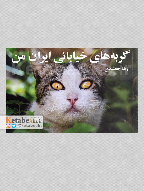 گربه های خیابانی ایران من /رضا جمشیدی /1393